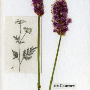 Les poèmes de l'aurore 